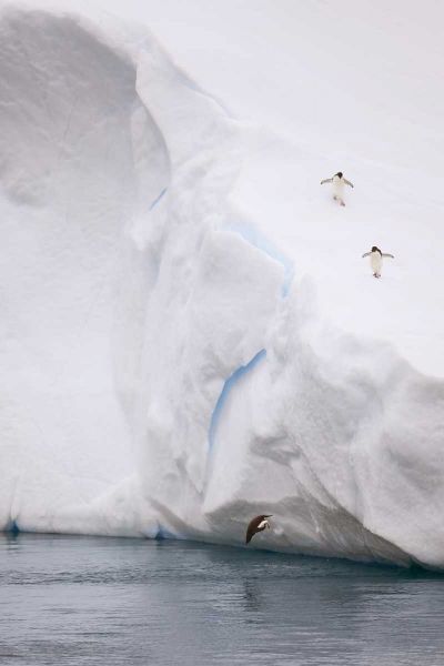 Antarctica Adelie penguin diving off an iceberg